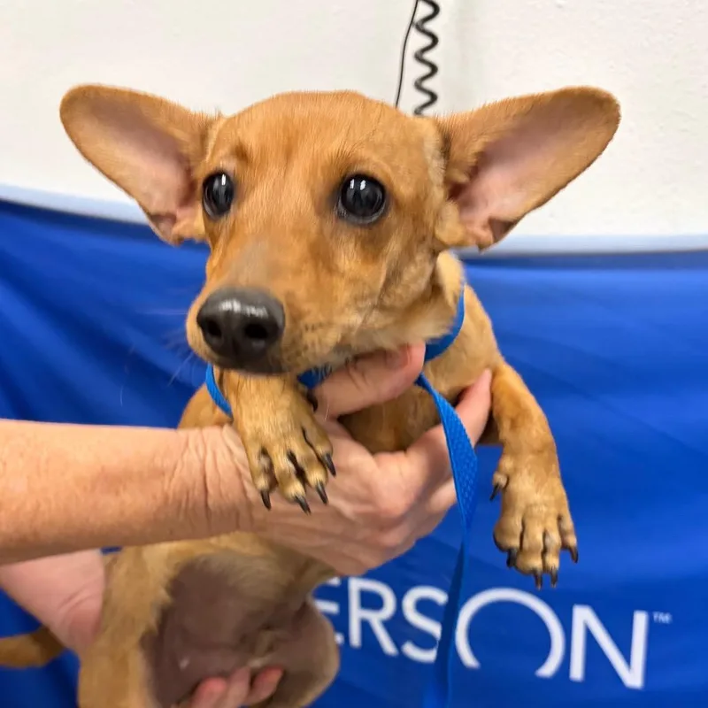 A baby small-sized male Chihuahua dog named HACCStray for adoption in Henderson, NV