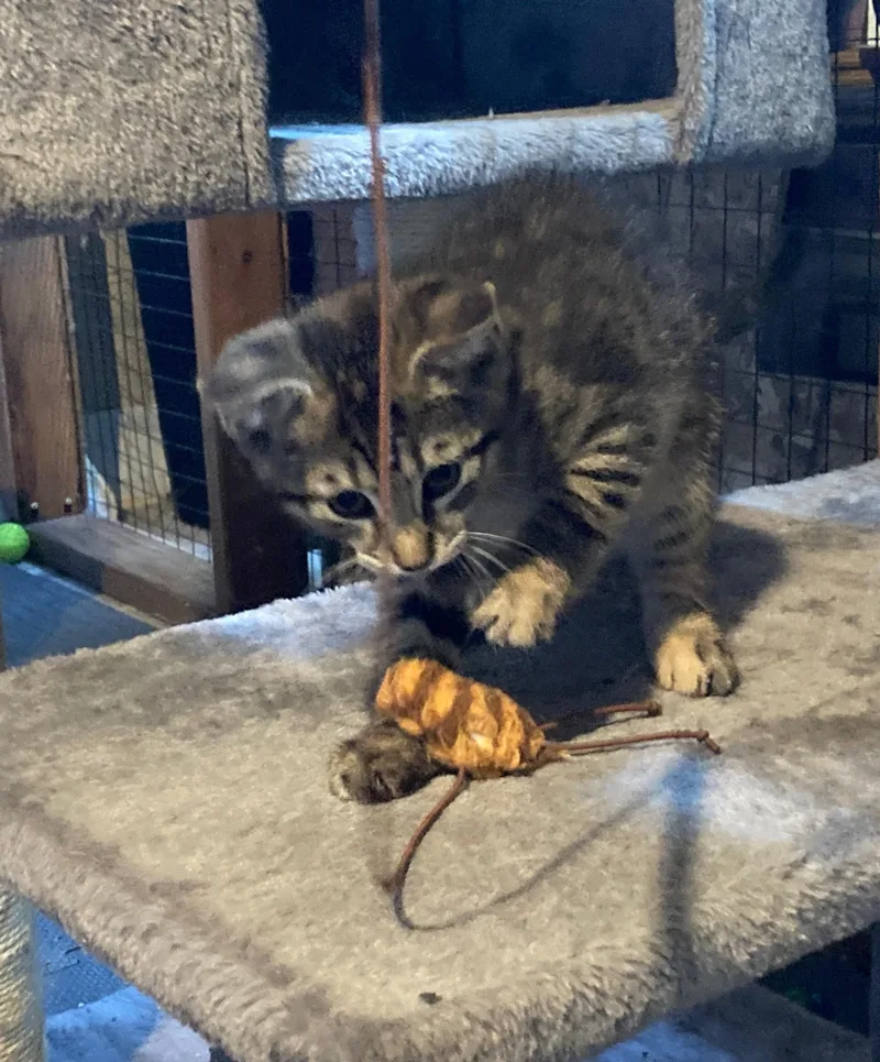 A young medium-sized female Tabby (Buff / Tan / Fawn) Domestic Short Hair cat named Wren for adoption in Euclid, OH