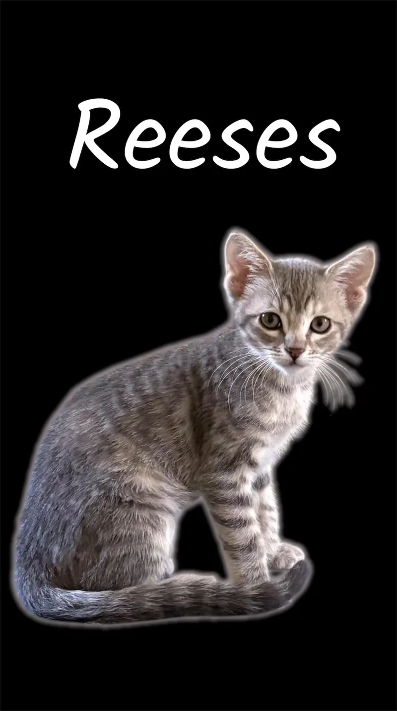 A baby small-sized male Tabby (Brown / Chocolate) Domestic Short Hair cat named Reeses for adoption in Auburn, CA