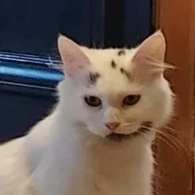 An adult medium-sized female Domestic Medium Hair cat named Stevie for adoption in Battle Creek, MI