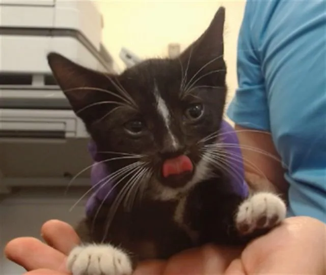 A baby small-sized male Domestic Short Hair cat named Carl for adoption in Miami, FL