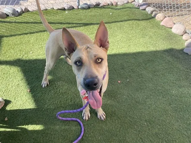 A young large-sized male Pharaoh Hound dog named Nyle for adoption in Phoenix, AZ