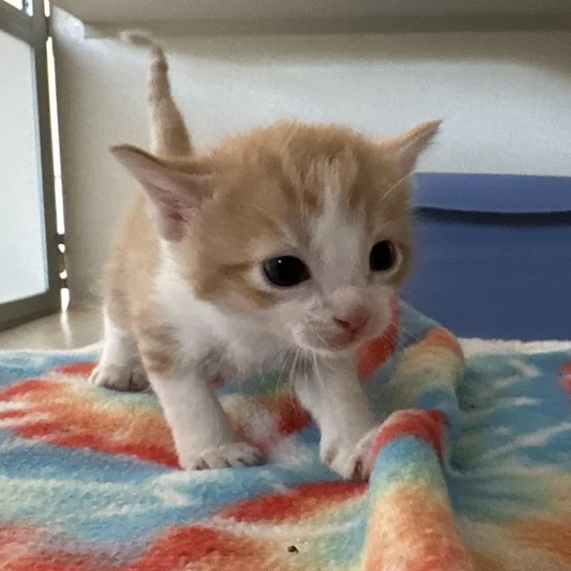 A baby small-sized male Orange / Red Domestic Short Hair cat named Crush for adoption in Durango, CO
