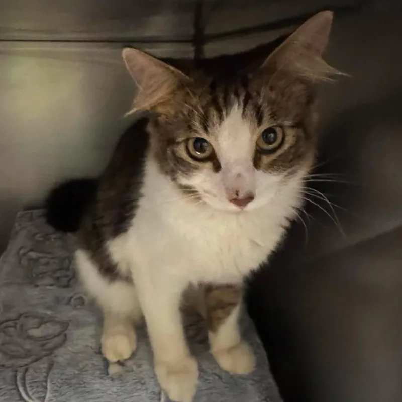 A young medium-sized male Brown / Chocolate Domestic Medium Hair cat named Starwood for adoption in Edwardsville, IL