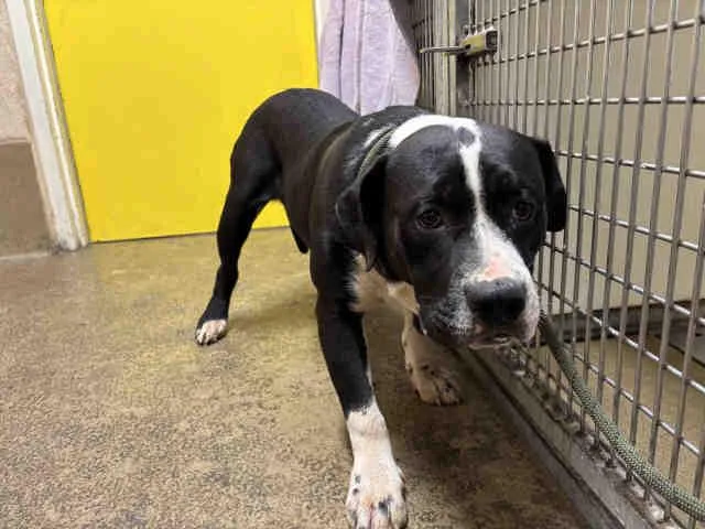 A young medium-sized male Pit Bull Terrier dog named Jelly for adoption in Bonita, CA
