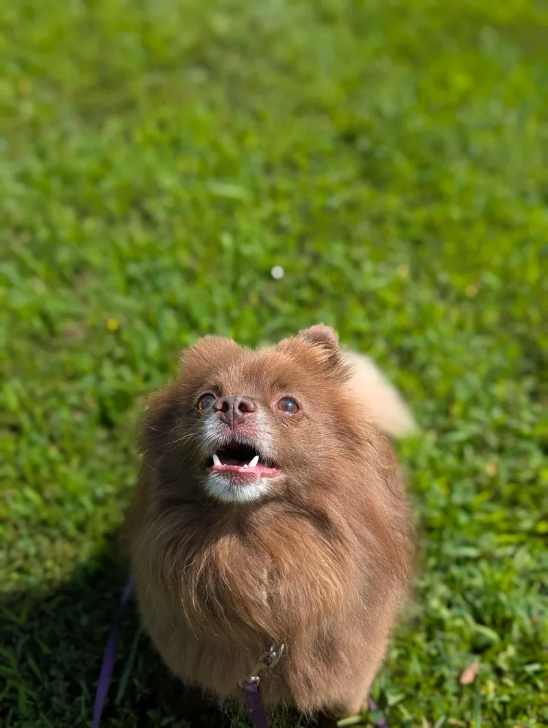 An adult small-sized male Brown / Chocolate Pomeranian dog named Banner for adoption in Mansfield Center, CT