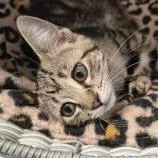 A baby small-sized female Gray / Blue / Silver Domestic Short Hair cat named Mallie for adoption in Knoxville, TN