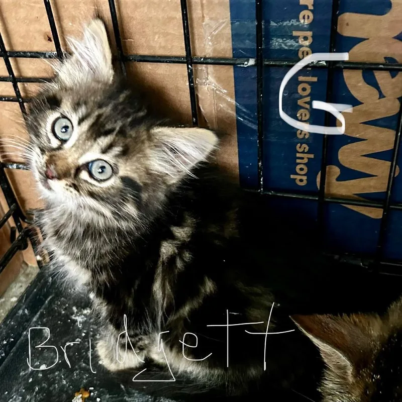 A baby small-sized female Black Domestic Long Hair cat named Nala  Bridgett for adoption in Othello, WA