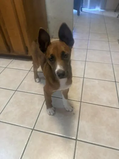 A baby medium-sized female Yellow / Tan / Blond / Fawn Australian Cattle Dog / Blue Heeler dog named Ginger for adoption in Liverpool, TX