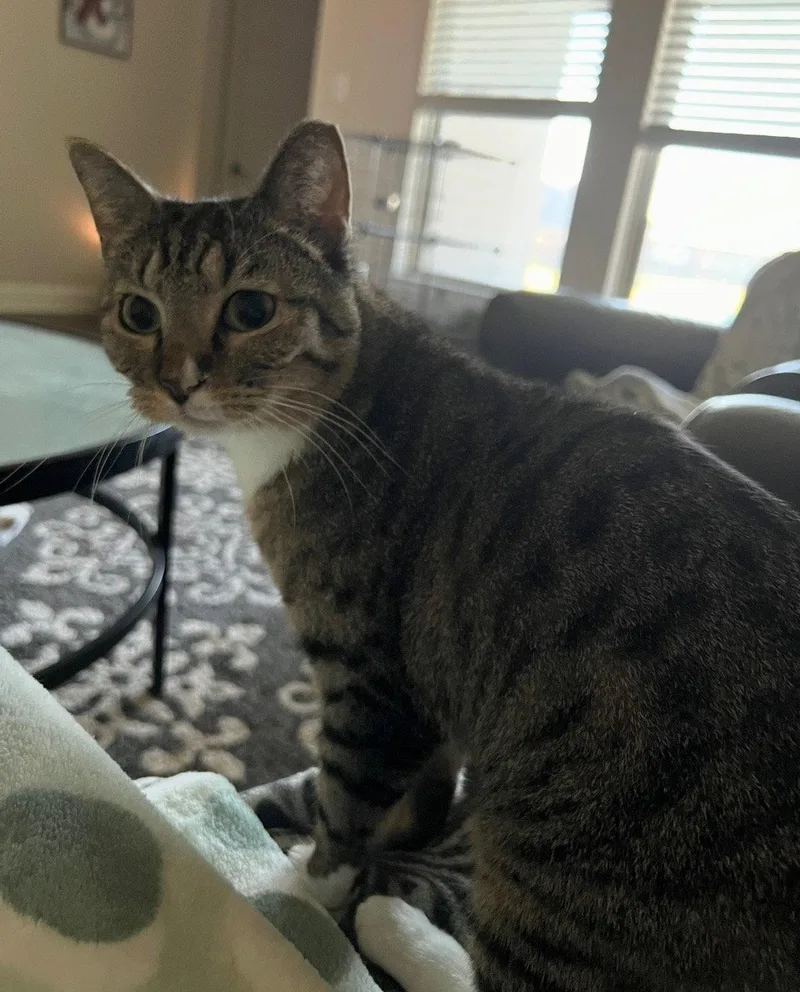 An adult medium-sized female Tabby cat named Hidey for adoption in Plano, TX