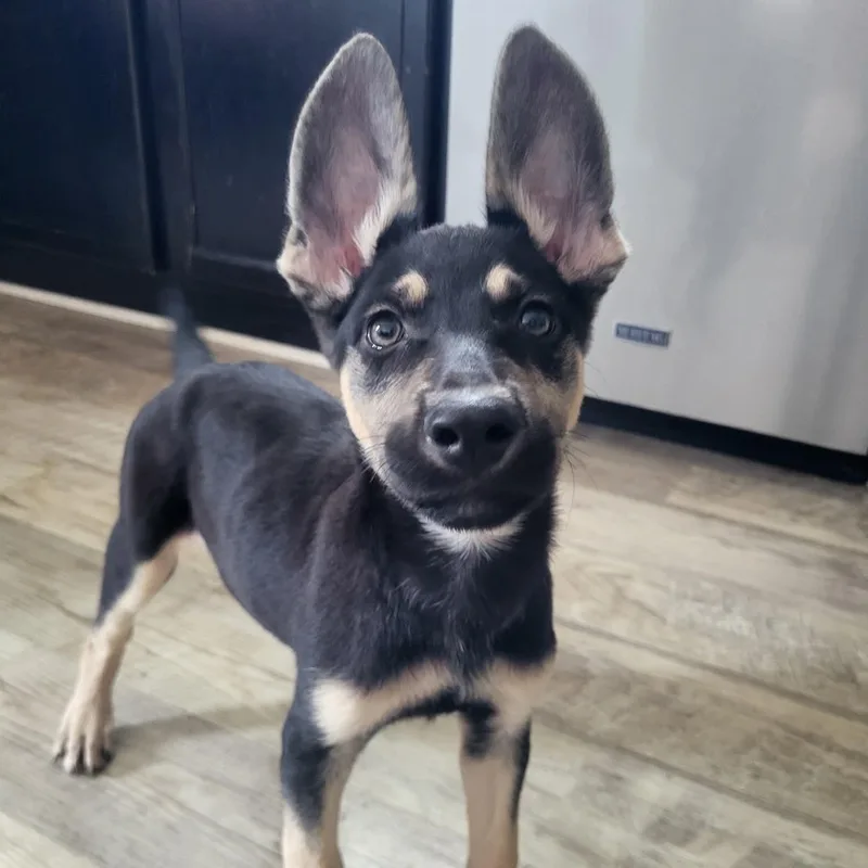 A baby medium-sized male Black German Shepherd Dog dog named Ringo for adoption in Sunderland, MD