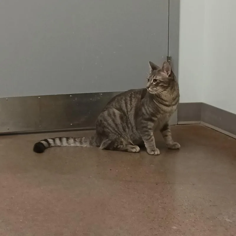 A young large-sized male Gray / Blue / Silver Domestic Short Hair cat named Shadow for adoption in Chattanooga, TN