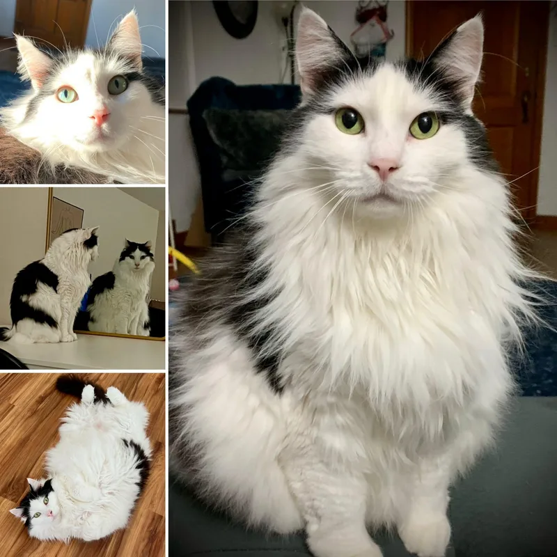 An adult medium-sized male Domestic Long Hair cat named Luna for adoption in Myrtle Beach, SC