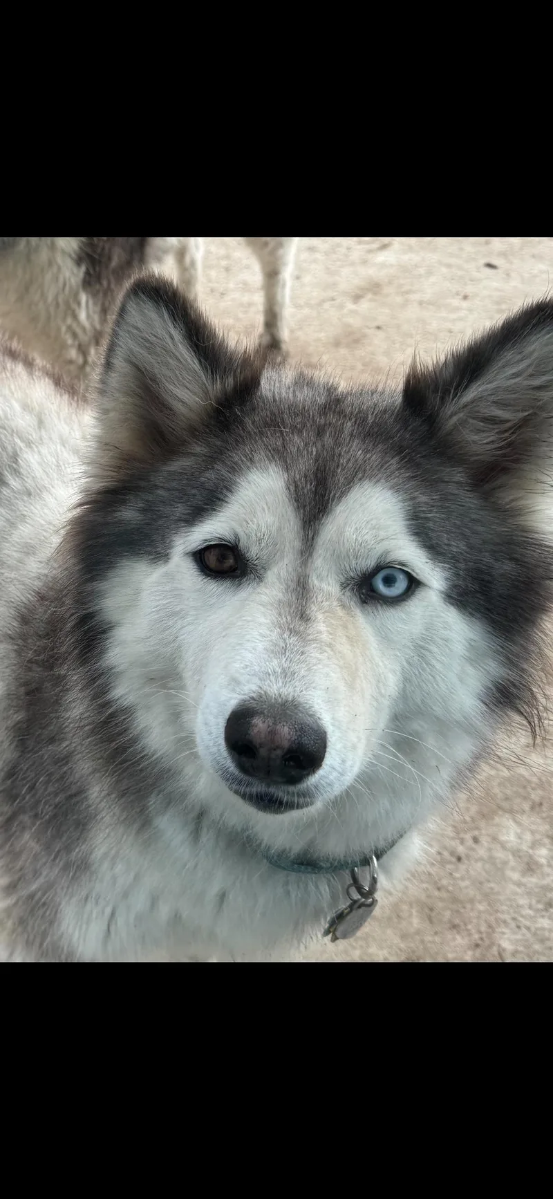 Sasha And Kita thumbnail 2