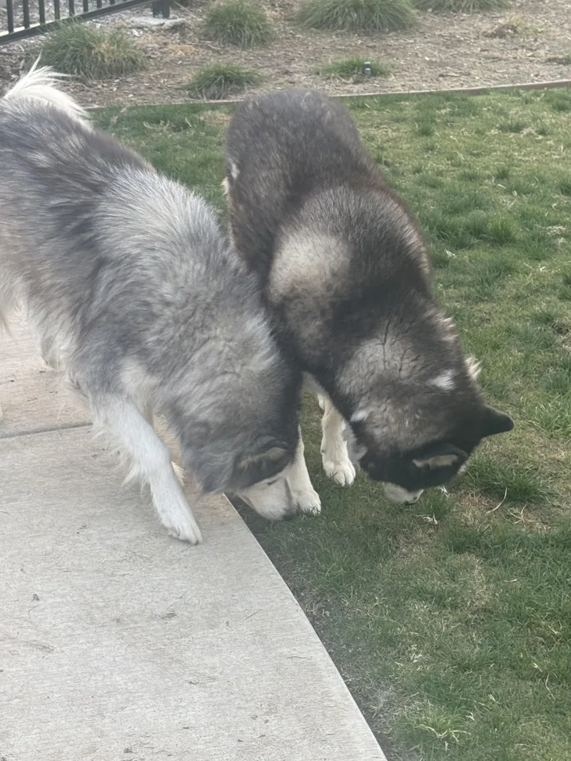 Sasha And Kita thumbnail 4