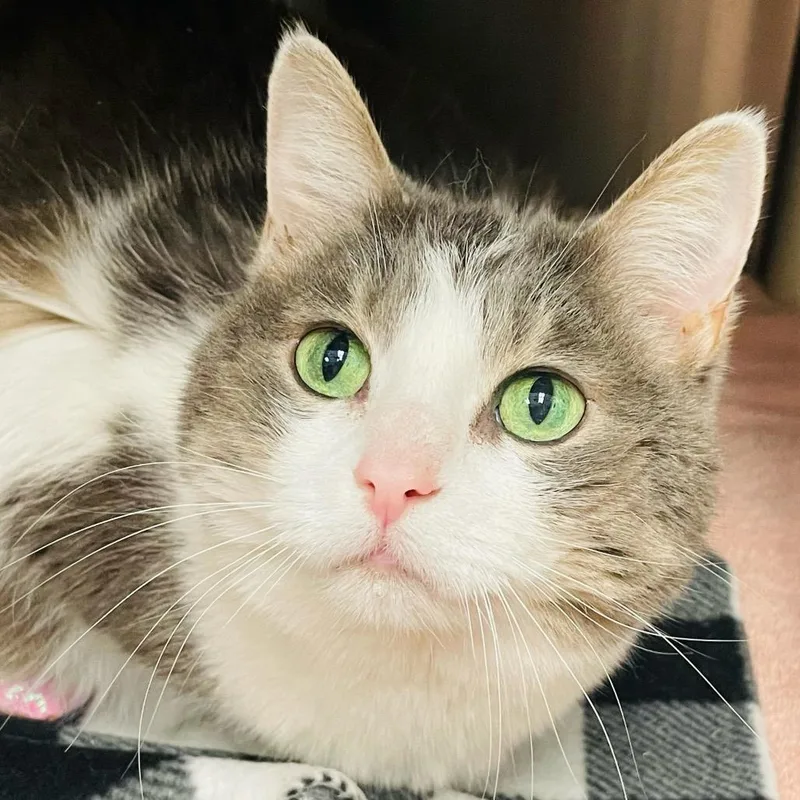 An adult medium-sized female Gray / Blue / Silver Domestic Medium Hair cat named Misty for adoption in Columbia Station, OH