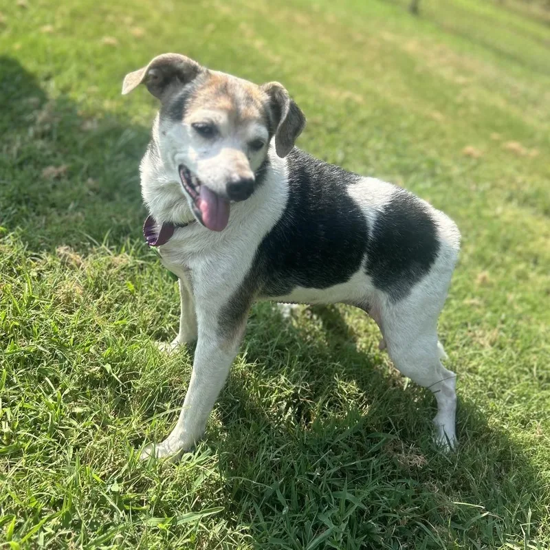 A senior medium-sized female Black Beagle dog named Sorsha for adoption in Cabot, AR
