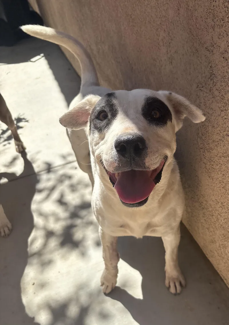 A young medium-sized female White / Cream Pit Bull Terrier dog named Cookie for adoption in Woodland Hills, CA