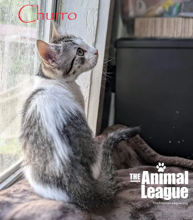 A baby medium-sized male White Domestic Short Hair cat named Churro for adoption in Groveland, FL