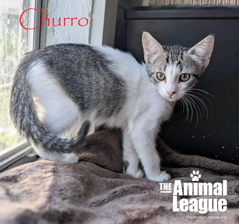 Churro thumbnail 2