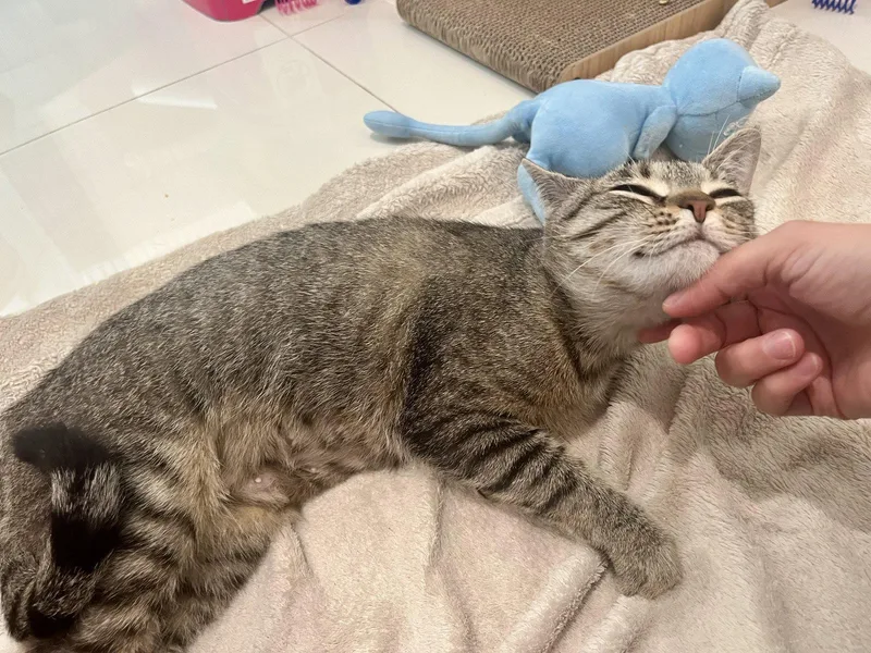 A young medium-sized female Domestic Short Hair cat named Princess for adoption in Orlando, FL