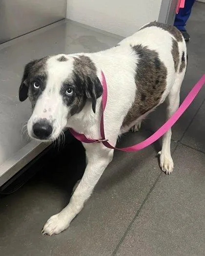 An adult large-sized female Australian Shepherd dog named McFlurry for adoption in Fresno, CA