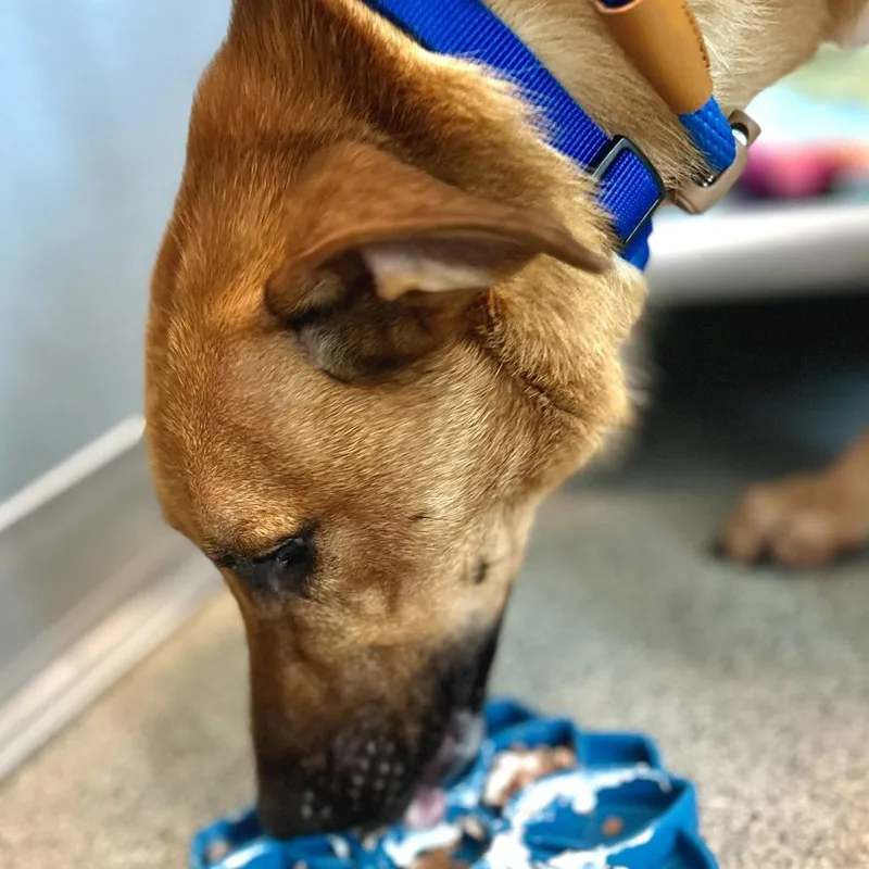 An adult medium-sized male Yellow / Tan / Blond / Fawn Mixed Breed dog named Custard for adoption in Matteson, IL