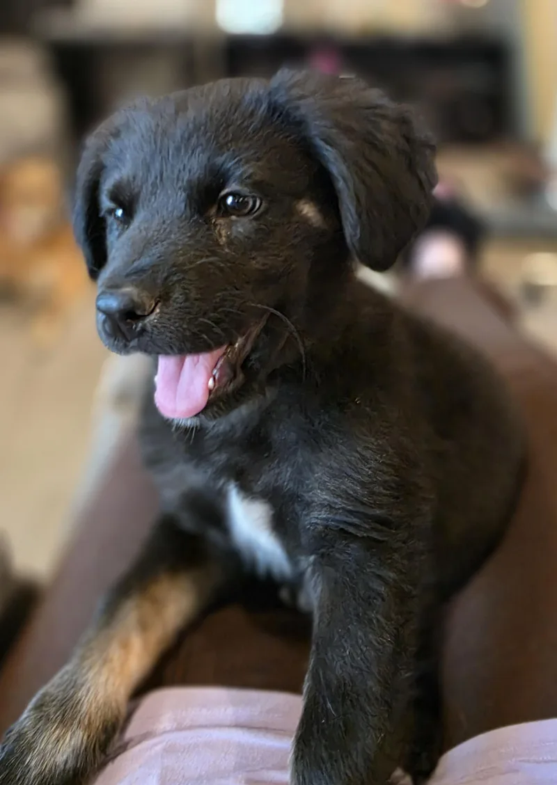 A young medium-sized male Black Mixed Breed dog named Rucker for adoption in Tucson, AZ
