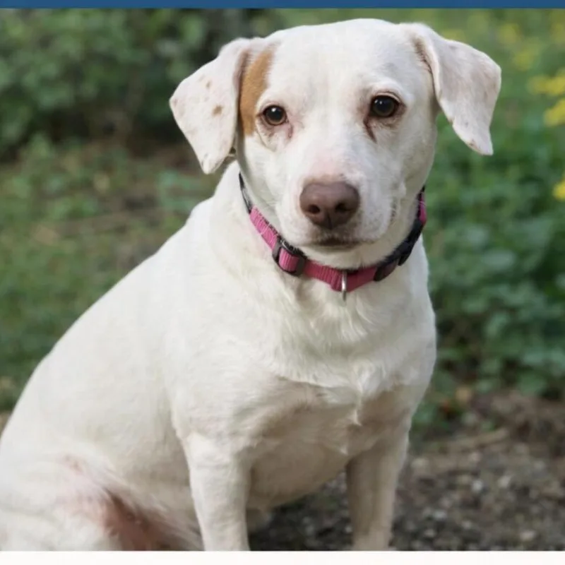 An adult medium-sized female White / Cream Labrador Retriever dog named Mami for adoption in Pleasant Valley, NY