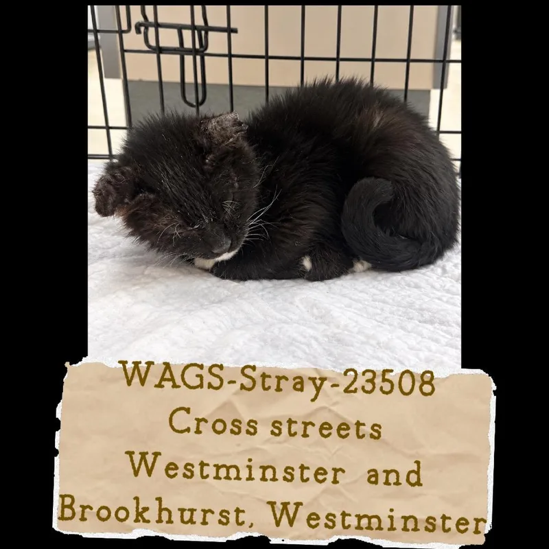 A senior small-sized female Black Domestic Medium Hair cat named WAGSStray for adoption in Westminster, CA