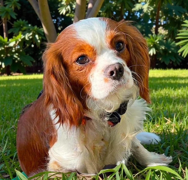 A young small-sized male Cavalier King Charles Spaniel dog named Fabio for adoption in Memphis, TN
