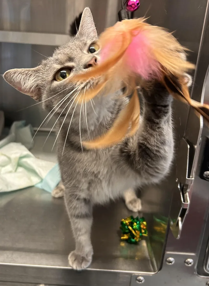 An adult medium-sized female Tabby (Gray / Blue / Silver) Domestic Short Hair cat named Jae for adoption in Germanton, NC