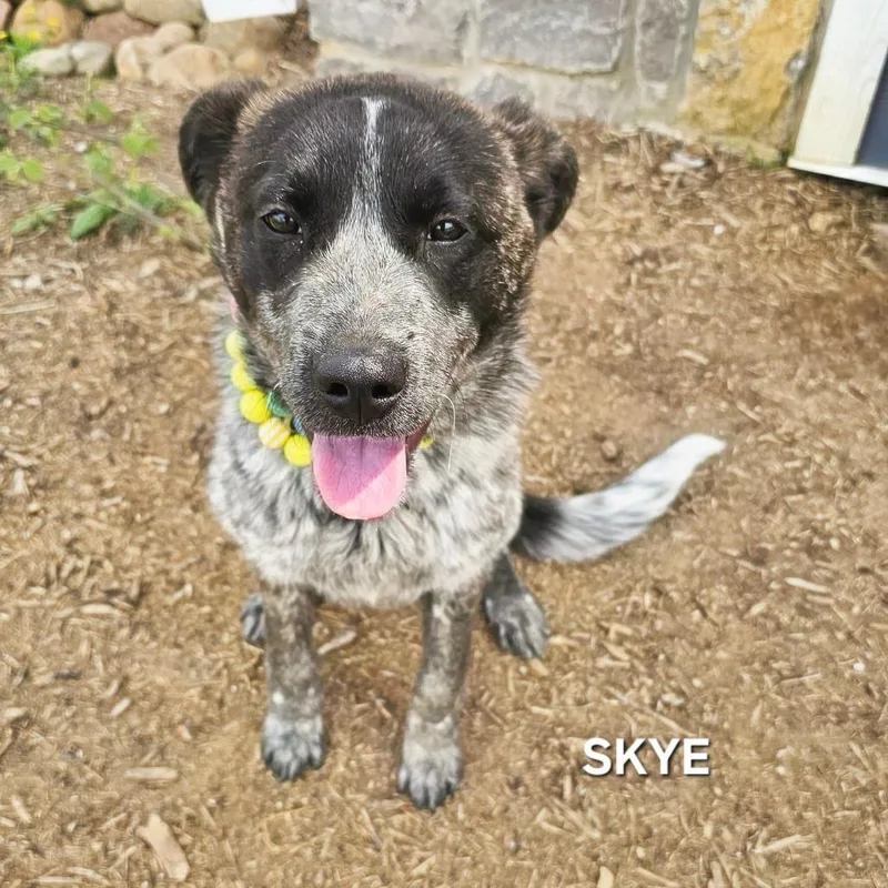 A young medium-sized female Black Australian Cattle Dog / Blue Heeler dog named Skye for adoption in Madisonville, TN