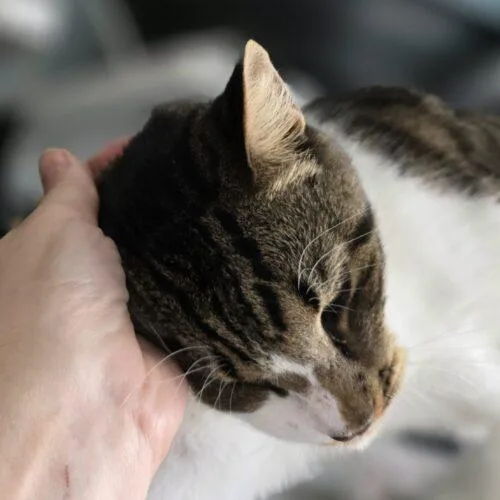 A young large-sized male Tabby (Brown / Chocolate) Domestic Short Hair cat named Edmund for adoption in Tampa, FL