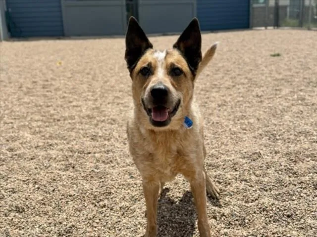 A senior medium-sized male Australian Cattle Dog / Blue Heeler dog named Buck for adoption in Loveland, CO