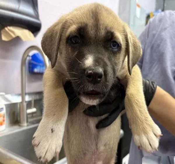 A baby large-sized male Siberian Husky dog named Snowball for adoption in Dublin, CA