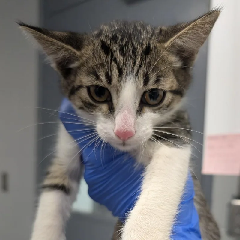 A baby small-sized male Brown / Chocolate Domestic Short Hair cat named Winger for adoption in Greenville, SC