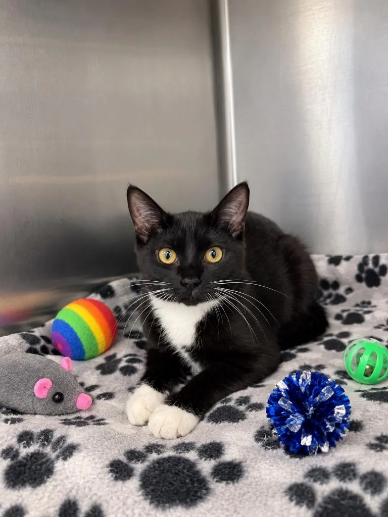 A baby medium-sized female Domestic Short Hair cat named Melissodora for adoption in Fort Lupton, CO
