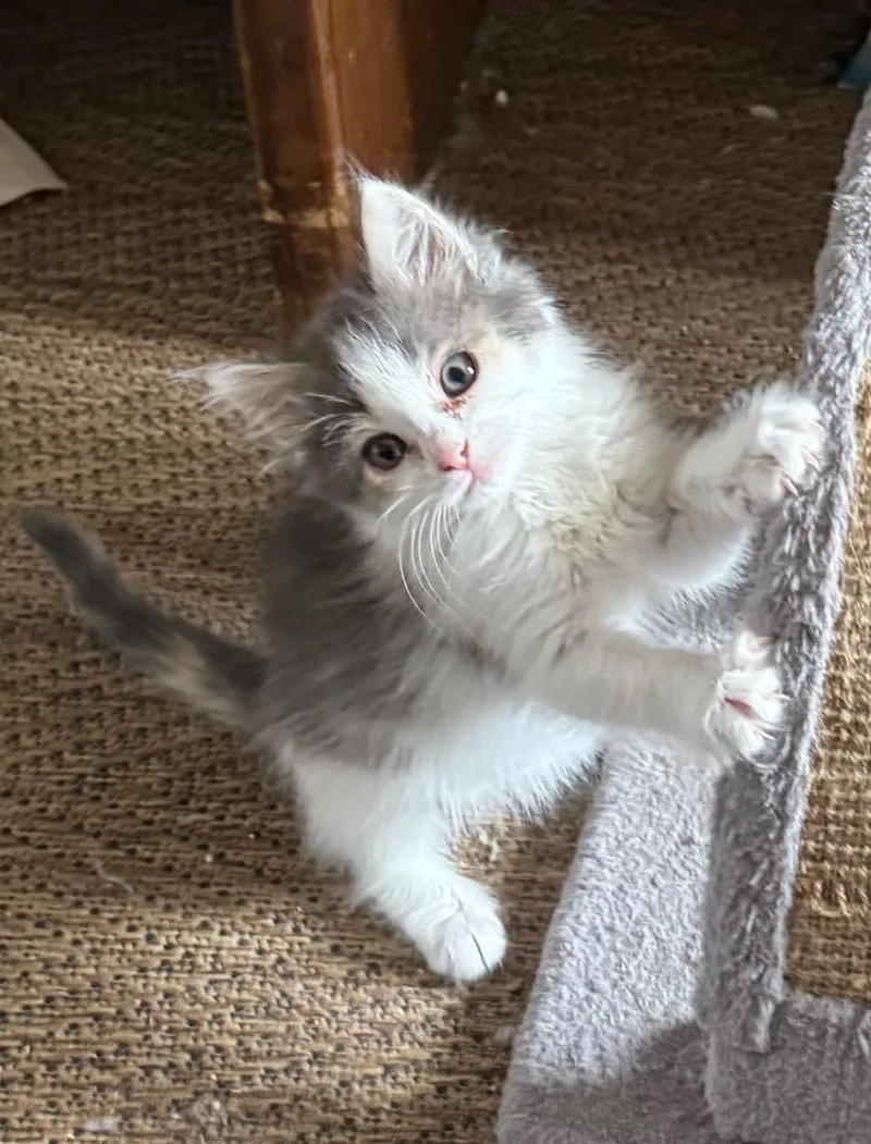A baby small-sized female Dilute Calico cat named Marie for adoption in Temecula, CA
