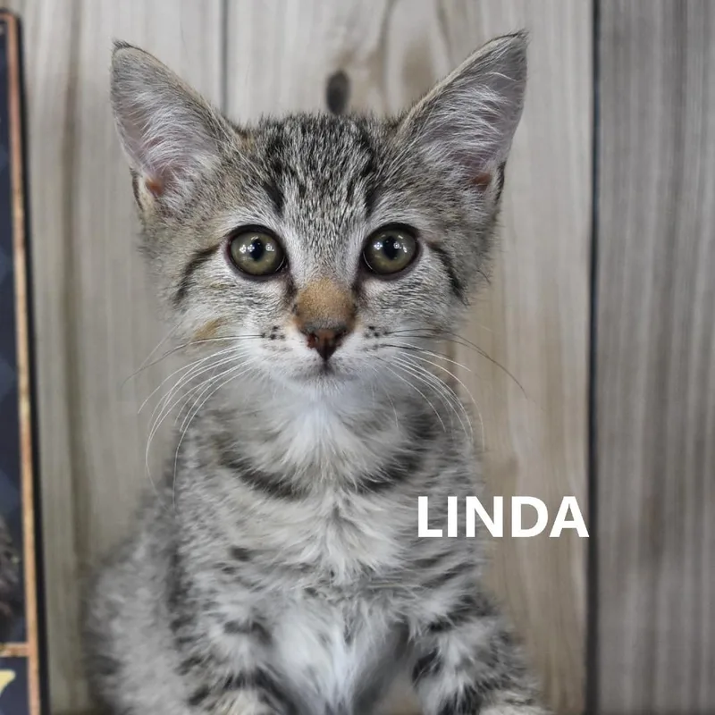 A baby small-sized female Gray / Blue / Silver Domestic Short Hair cat named Linda for adoption in Yuma, AZ