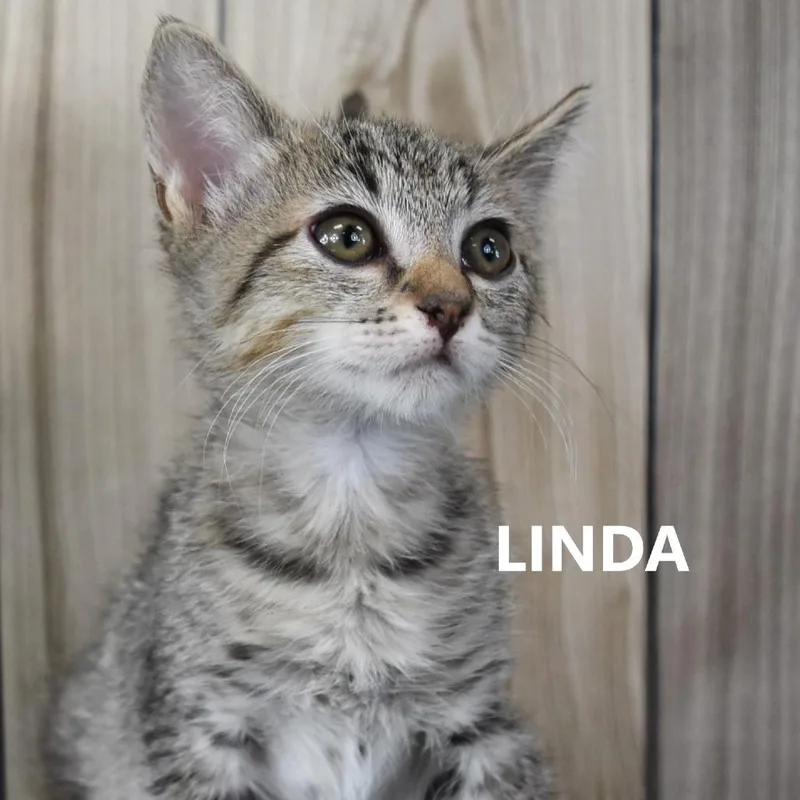 Linda thumbnail 2