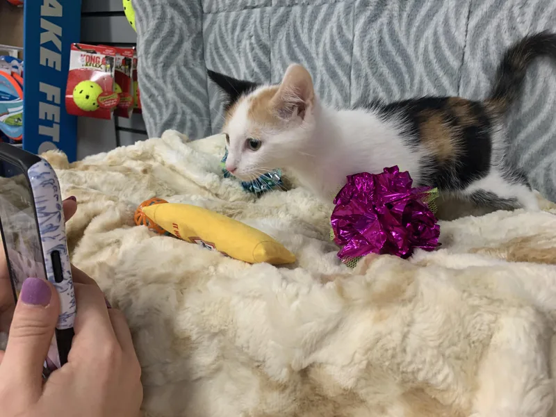 A baby medium-sized female Calico Domestic Short Hair cat named Mercedes for adoption in Mechanicsburg, PA