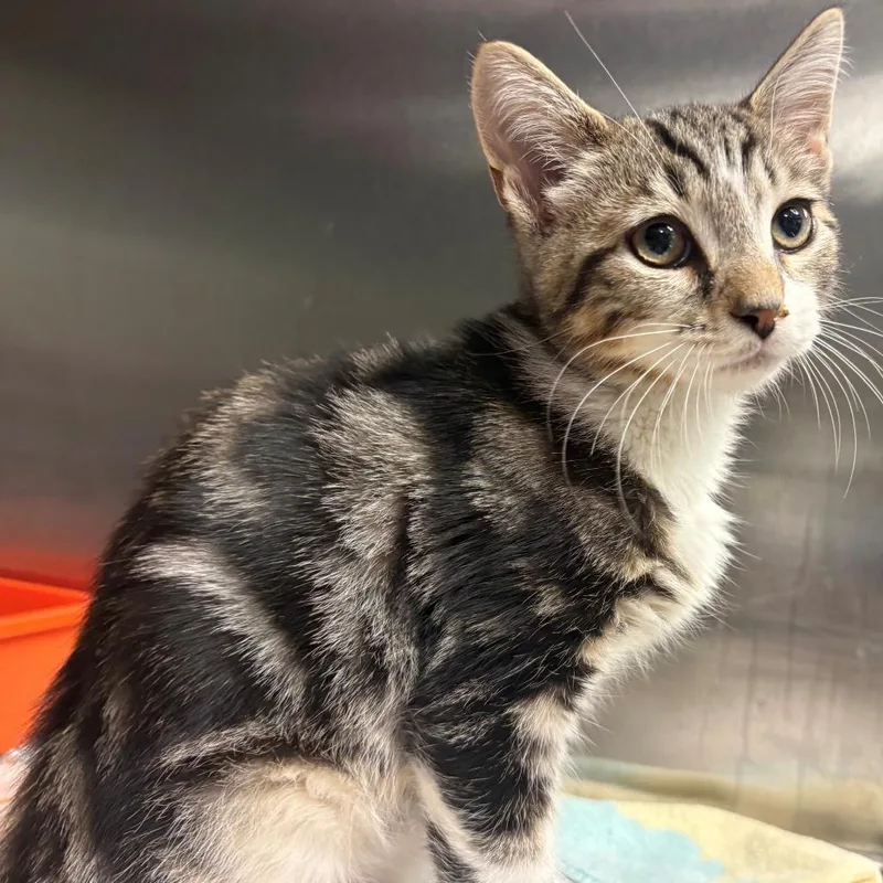 A baby small-sized male Brown / Chocolate Domestic Short Hair cat named Bart for adoption in East Hanover, NJ