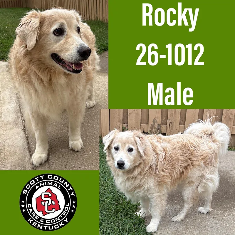 An adult large-sized male Golden Retriever dog named Rocky for adoption in Georgetown, KY