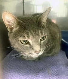 A senior medium-sized female Domestic Short Hair cat named Fridge for adoption in Fishers, IN