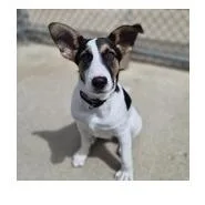 A baby medium-sized male Mixed Breed dog named Zeke for adoption in Woodstock, IL