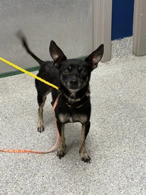 An adult small-sized male Chihuahua dog named Blackie for adoption in Pasadena, TX