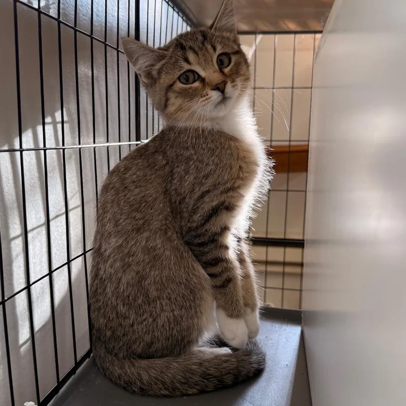 A baby small-sized female Brown / Chocolate Domestic Short Hair cat named Tofu for adoption in Rangely, CO