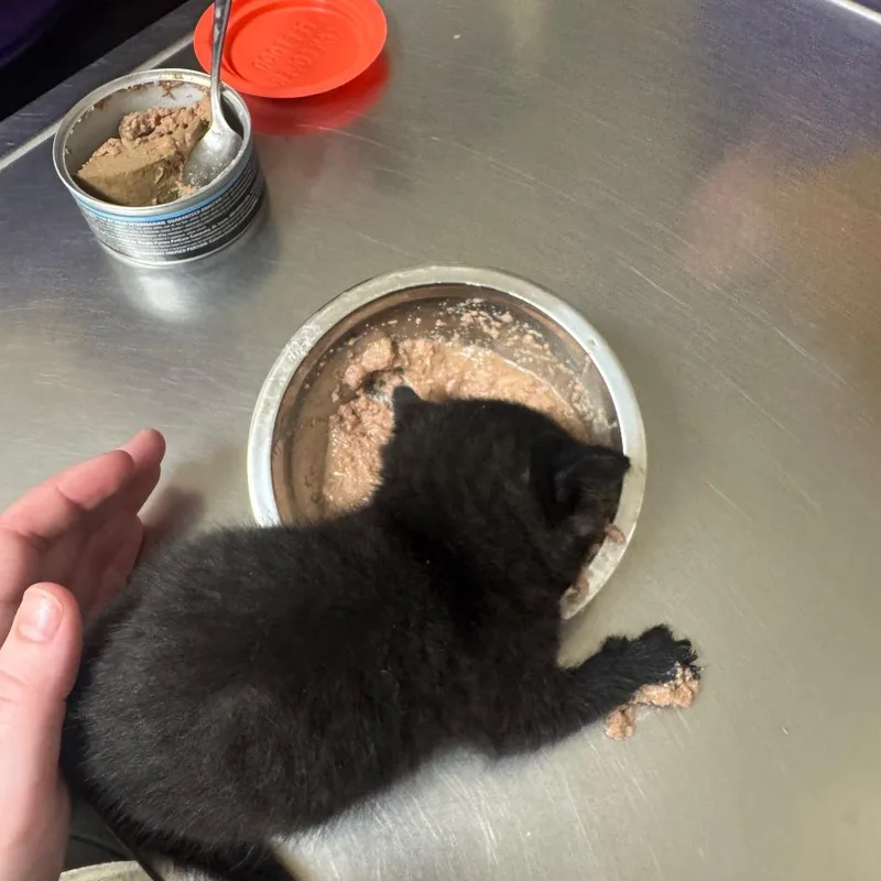 A baby small-sized male Black Domestic Short Hair cat named King Edward Lll for adoption in Pekin, IL