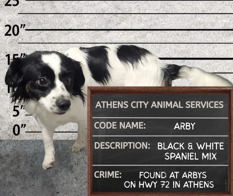 An adult medium-sized male Spaniel dog named Arby Stray Hold for adoption in Athens, AL